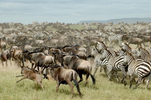 Grup Turu | Tanzanya: Ngorongoro Krateri & Serengeti 19 - 26 Kasım 2026