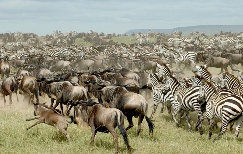 Grup Turu | Tanzanya: Ngorongoro Krateri & Serengeti 19 - 26 Kasım 2026