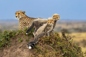 Grup Turu | Kenya: Sömestir'de Kenya, 23 - 30 Ocak 2027
